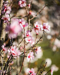 Obraz premium Fleurs d'amandier