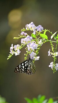 Blue Tiger Butterfly in Slow Motion &ndash; Feeding on Clusters of Light Purple Blossoms with Striking White and Blue Wing Spots, Gently Fluttering in a Serene Green Background