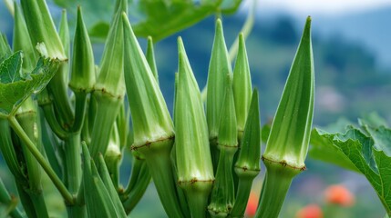 Obraz premium Fresh Green Okra Growing on Plant Under Natural Light in Vibrant Agricultural Landscape
