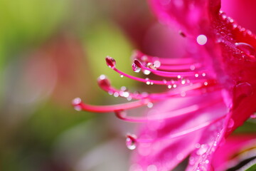 ツツジの花についた美しい水滴