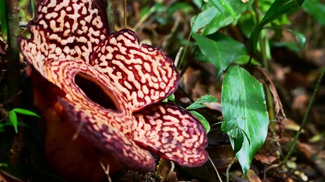 Close up view of  Rafflesia Flower in the jungle of Borneo. Rafflesias are the largest flowers in the world