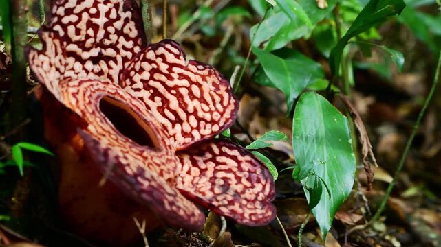 Pan view of  Rafflesia Flower in the jungle of Borneo. Rafflesias are the largest flowers in the world