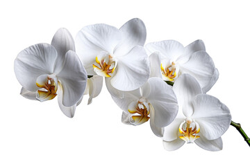 Elegant White Orchid Blooms
