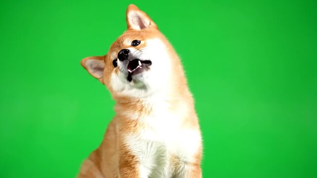 A cute Shiba Inu puppy with a tilted head and open mouth, barking or reacting, against a vibrant green screen background.