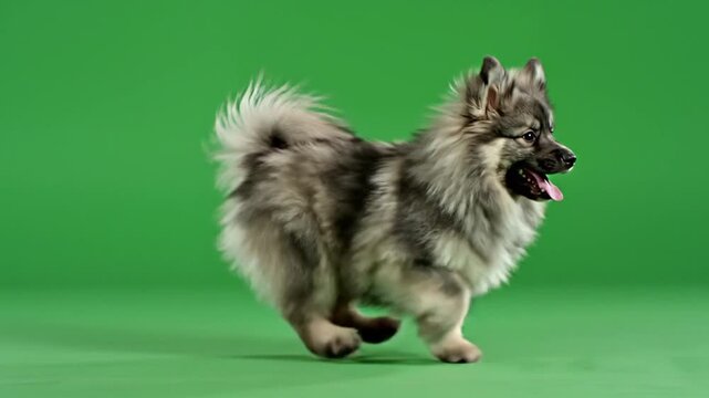 A fluffy grey and white dog with a curled tail running happily on a green screen background.