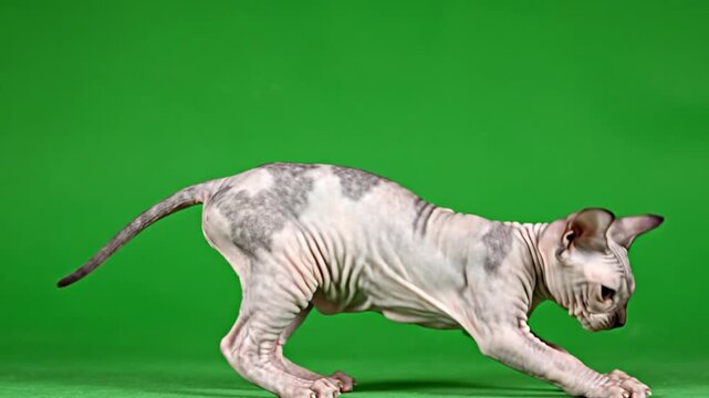 A playful Sphynx cat with white and grey fur patches on a vibrant green background.