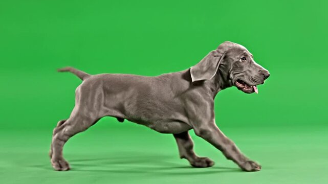 A young Weimaraner puppy with a sleek grey coat walks across a vibrant green background in a studio setting.
