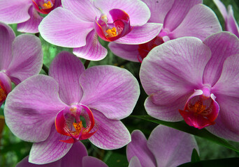 Chocolate-scented orchids, Peradeniya Royal Botanic Gardens. Phalaenopsis pink ribbed with dark heart, Peradeniya Botanical Park, Sri Lanka.