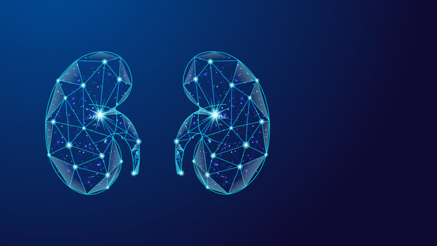 Digital Kidneys Low Poly Medical Network Healthcare Technology