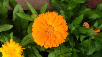 Calendula is a genus of annual and perennial herbaceous plants in the daisy family, Asteraceae....