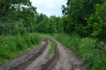 Fototapeta premium Muddy Forest Path with tracks Through Green Woods in early summer copy space