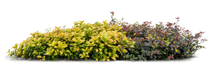 Floral bush with green and purple leaves