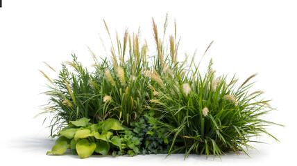 Green plants and grasses