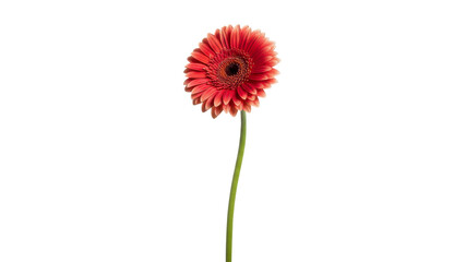 Single red gerbera daisy isolated On Transparent Background