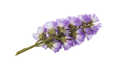 Obraz premium Purple Limonium flowers with water droplets