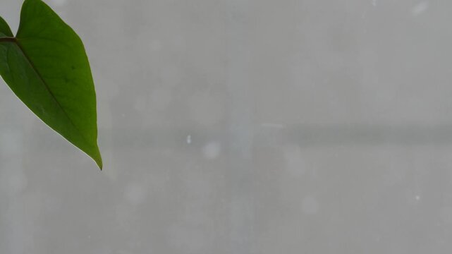 Close-up of a green houseplant leaf against a window with falling snow. Minimalist winter view with snow falling outside the glass
