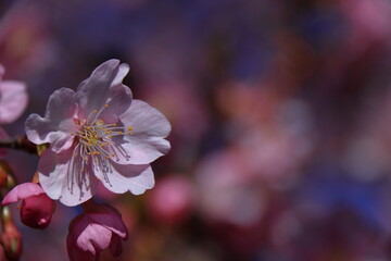 鮮やかなピンク色に咲く