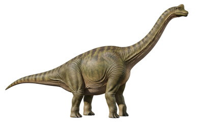 Isolated realistic Brachiosaurus dinosaur stands tall with its long neck and striped back © Rowena