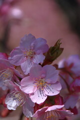 鮮やかなピンク色に咲く