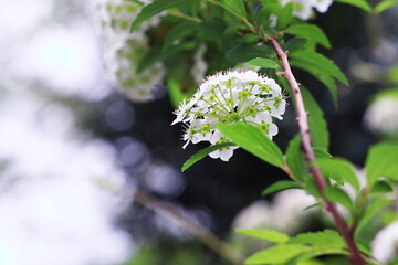 美しいコデマリの白い花