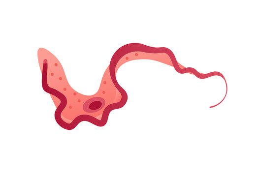 Trypanosoma parasite illustration isolated on a white background, a microscopic protozoan causing sleeping sickness and Chagas disease, a medical microbiology vector diagram for textbooks school learn