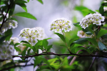 美しいコデマリの白い花