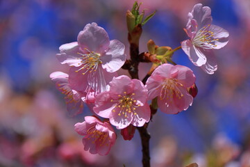 鮮やかなピンク色に咲く