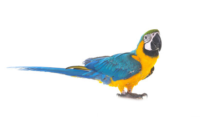 Blue-and-yellow macaw in studio © cynoclub