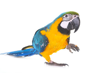 Blue-and-yellow macaw in studio © cynoclub