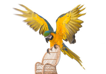 Blue-and-yellow macaw in studio © cynoclub