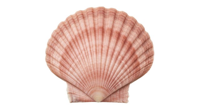 Isolated seashell with radiating ridges from center to edge, fan-shaped, light pink