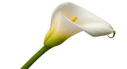 Isolated beautiful calla lily flower with yellow stamen, graceful white bloom with green stem © Alaric