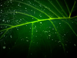green leaf with drops of water macro photography