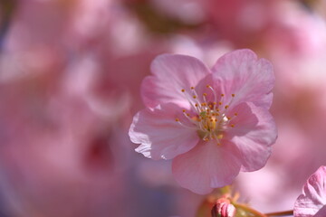 鮮やかなピンク色に咲く