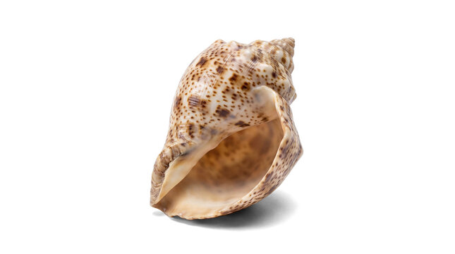a beautiful whelk seashell with intricate brown speckles and a smooth, glossy interior, isolated on a stark transparent background.