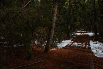 Dark mysterious forest path covered with snow and pine trees in winter