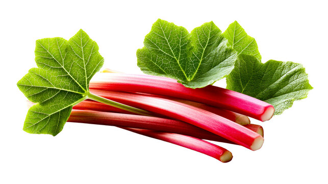 Freshly harvested vibrant red and green rhubarb stalks with lush leaves ready for healthy cooking and baking applications ideal for food photography recipe books and grocery store promotions