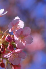 鮮やかなピンク色に咲く