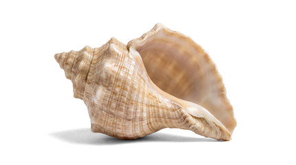 Obraz premium a large, light beige trumpet conch shell featuring distinct vertical ridges and a smooth, wide aperture, presented on a transparent background.