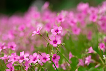 Fototapeta premium Close up of delicate pink wood sorrel flowers blooming in garden