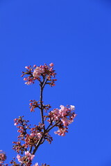 鮮やかなピンク色に咲く