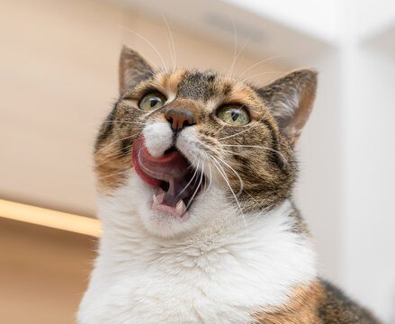 A close-up of a cat's beautiful face, licking its lips with appetite at the sight of food.