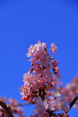 鮮やかなピンク色に咲く