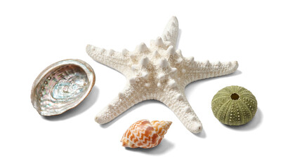 assortment of beach treasures including a white starfish, a pearlescent abalone shell, a vibrant green sea urchin, and a spiraled seashell, isolated on a transparent background. © Glenn