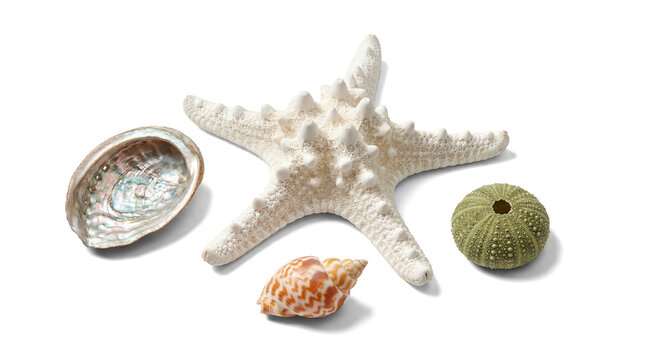 assortment of beach treasures including a white starfish, a pearlescent abalone shell, a vibrant green sea urchin, and a spiraled seashell, isolated on a transparent background.