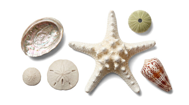 an elegant collection of marine specimens including a white starfish, sand dollar, sea urchin, abalone shell, and patterned cone shell.
