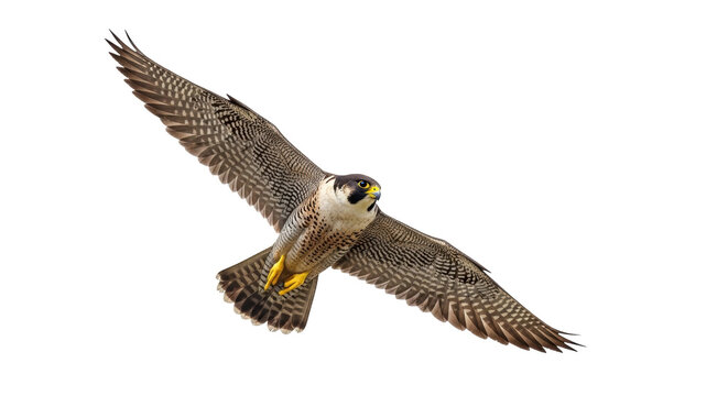 Isolated peregrine falcon in flight. Brown and white bird of prey against plain background.