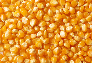 Raw Popcorn Grains Background or Pattern