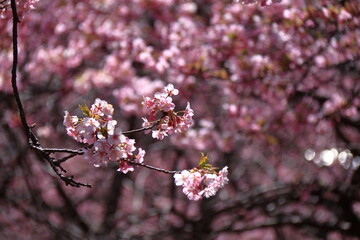鮮やかなピンク色に咲く