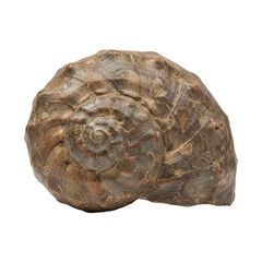 Fossilized Ammonite Shell Spiral Isolated on Black